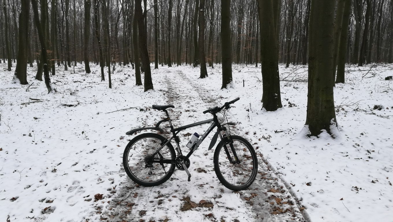 Po lesie, po śniegu