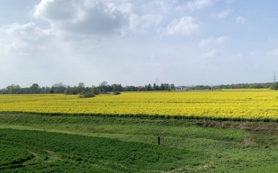 Igołomia