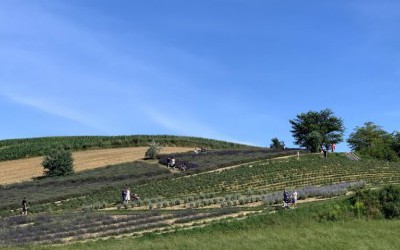 Zdążyć przed kąpielą :) (Ostrów - Ogród Pełen Lawendy)
