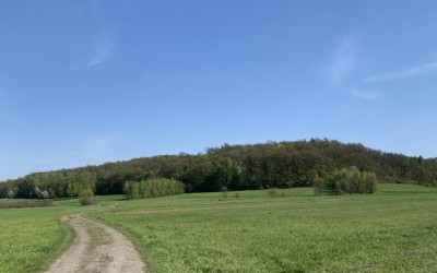 Znowu po lesie, szukając nowych ścieżek