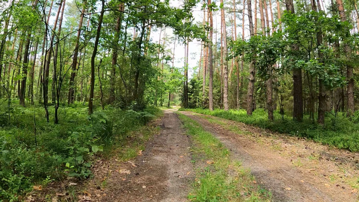 Lasy Janowskie dz.1 - Stalowa Wola - Łążek Garncarski