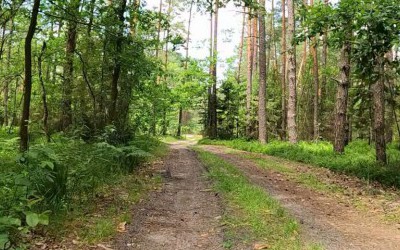 Lasy Janowskie dz.1 - Stalowa Wola - Łążek Garncarski