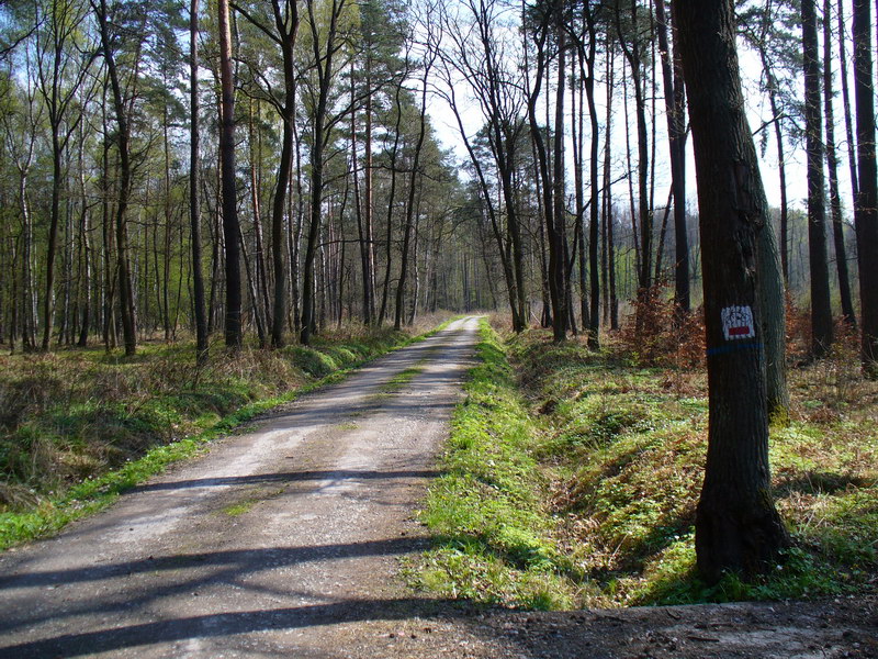 Łapczyca - Niepołomice - Puszcza Niepołomicka, czerwony szlak rowerowy - Kłaj - Chełm - Łapczyca